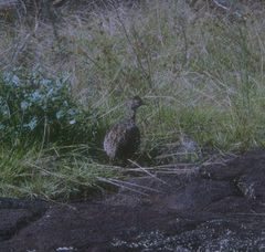 Nothoprocta perdicaria