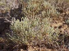 Anabasis salsa