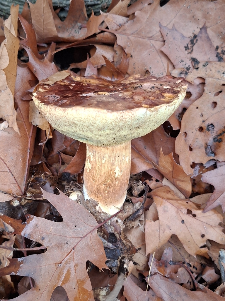 Imleria badia · November 2025 · photo: © purperlibel (iNaturalist, cc0)