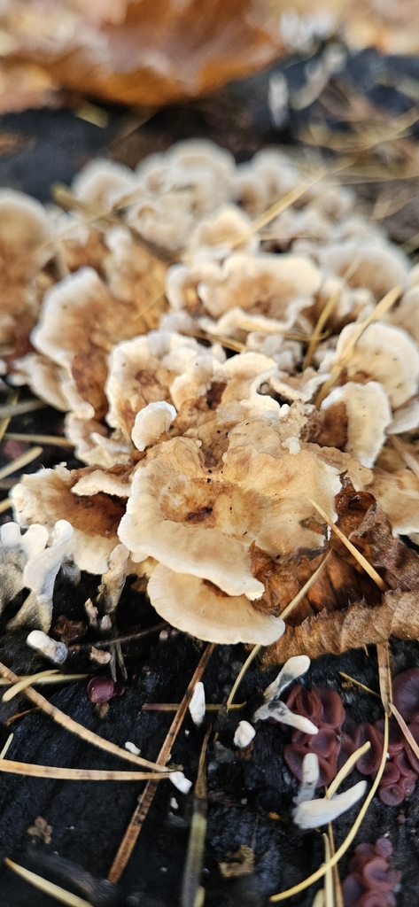 Trametes ochracea · November 2025 · photo: © run4 (iNaturalist, cc-by)