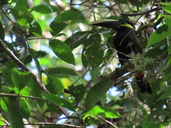 Selenidera spectabilis