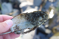 Utterbackiana implicata