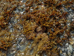 Cystoseira compressa