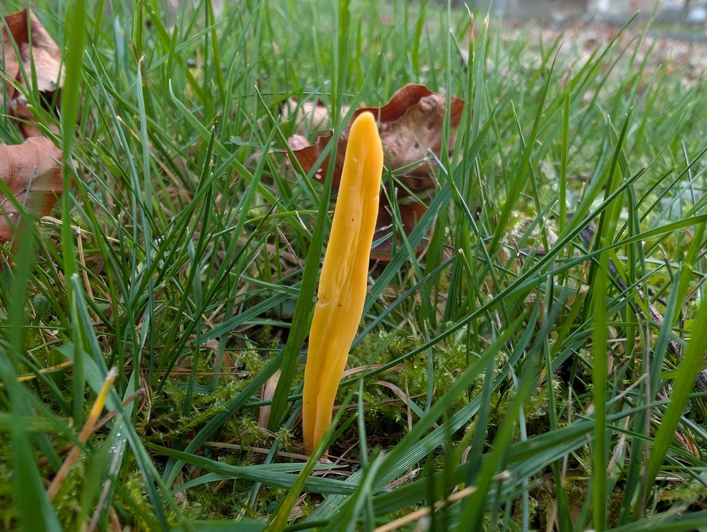 Clavulinopsis helvola · November 2025 · photo: © markbreaks (iNaturalist, cc-by)