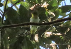 Hemithraupis flavicollis