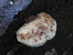 Fuscopostia fragilis