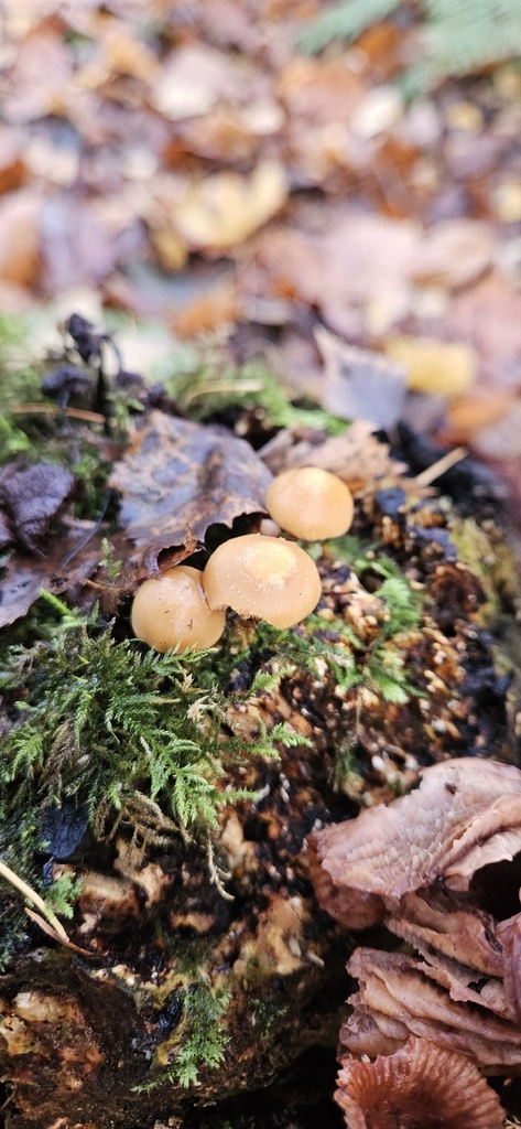Kuehneromyces mutabilis · November 2025 · photo: © run4 (iNaturalist, cc-by)