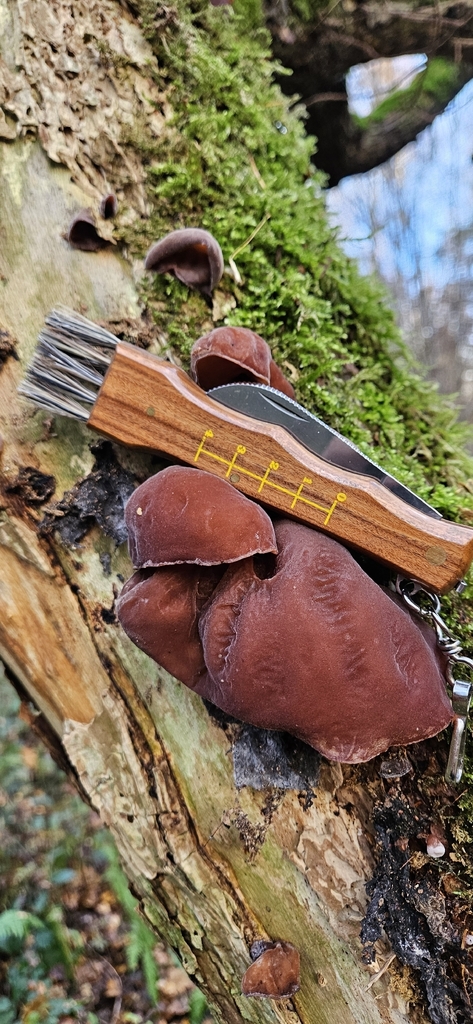 Auricularia auricula-judae · November 2025 · photo: © run4 (iNaturalist, cc-by)