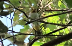 Hemithraupis flavicollis