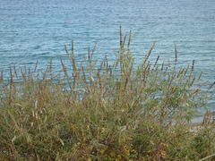 Vitex agnus-castus