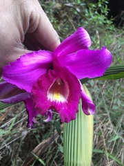 Sobralia ruckeri
