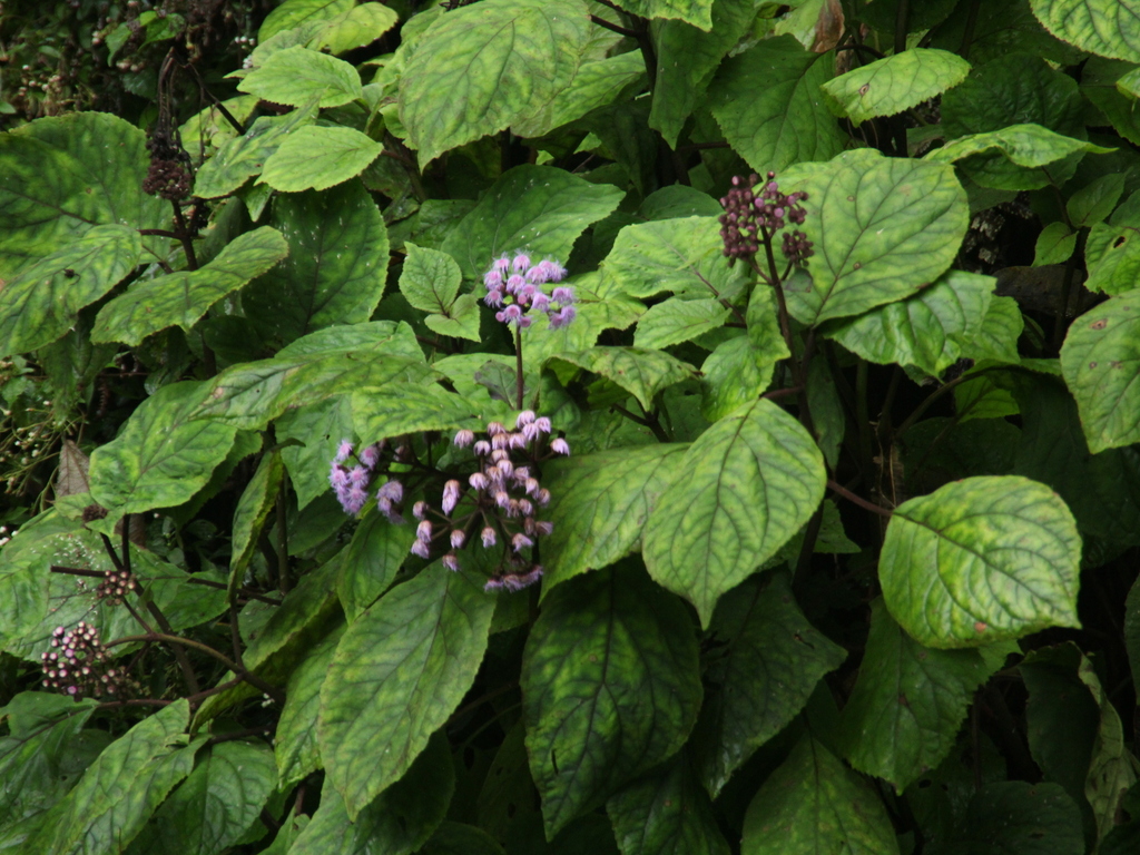 Bartlettina (Bartlettina sordida)