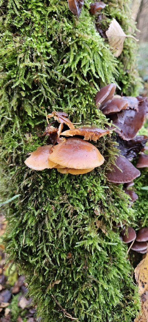 Flammulina · November 2025 · photo: © run4 (iNaturalist, cc-by)