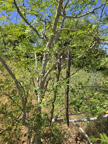 Moringa tree