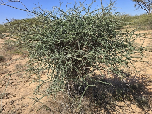 Maerua crassifolia