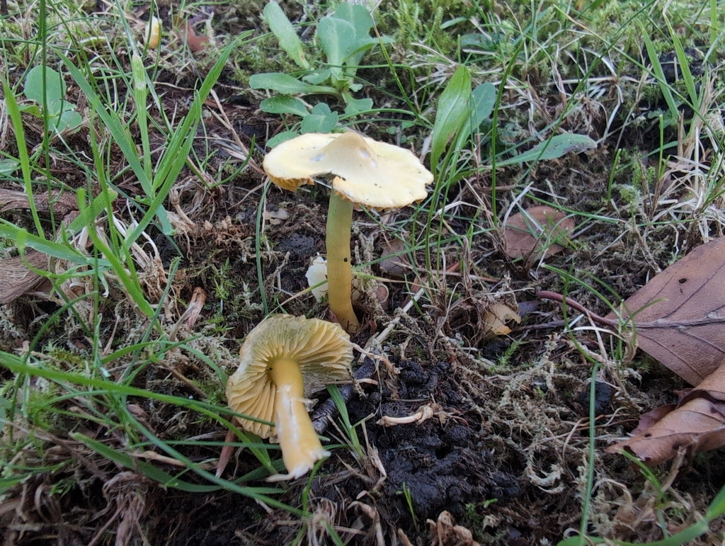 Gliophorus psittacinus · November 2025 · photo: © markbreaks (iNaturalist, cc-by)