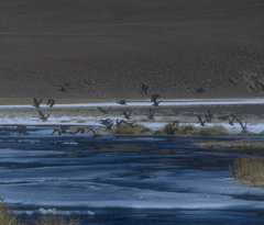 Anas flavirostris oxyptera