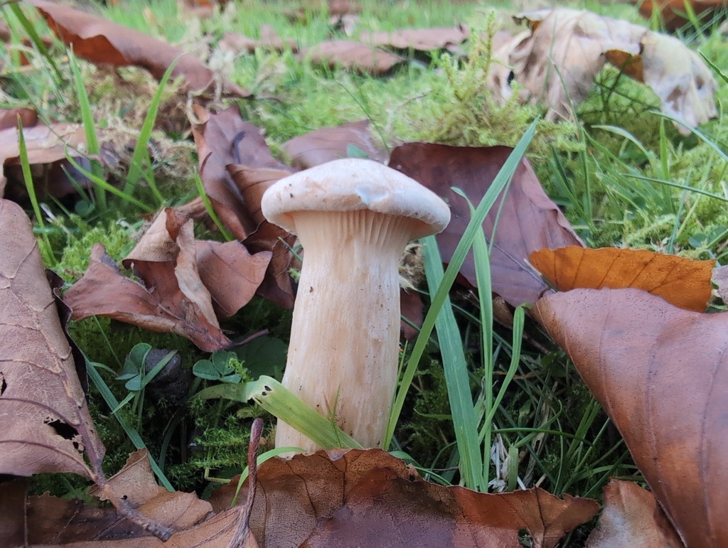 Infundibulicybe geotropa · November 2025 · photo: © markbreaks (iNaturalist, cc-by)