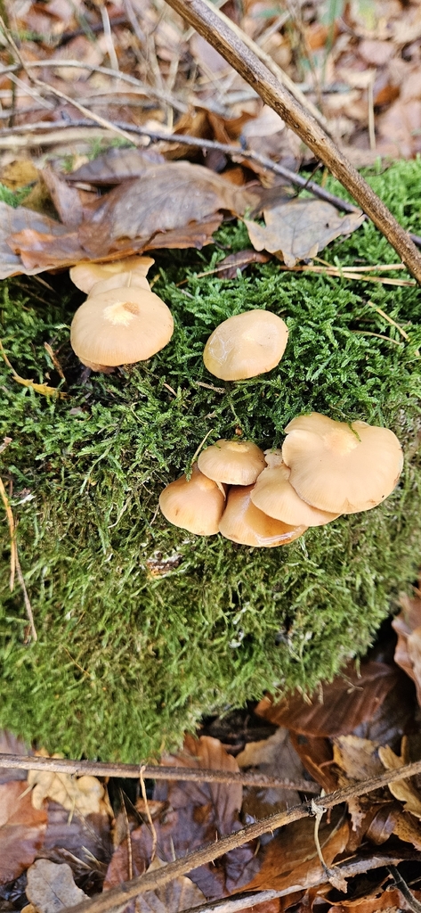 Kuehneromyces mutabilis · November 2025 · photo: © run4 (iNaturalist, cc-by)