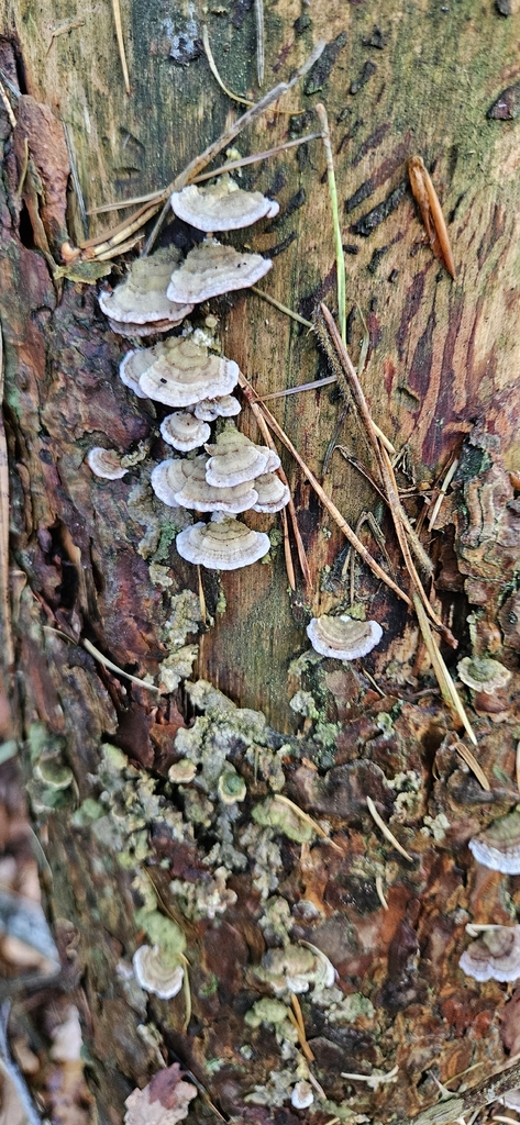 Trichaptum abietinum · November 2025 · photo: © run4 (iNaturalist, cc-by)