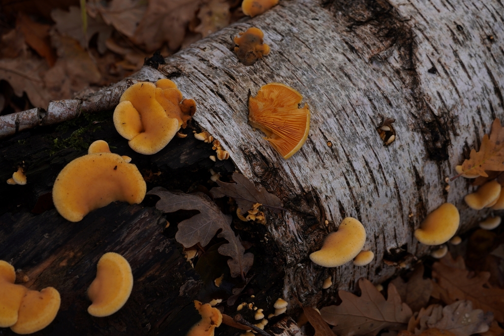 Phyllotopsis nidulans · November 2025 · photo: © spiphany (iNaturalist, cc-by)