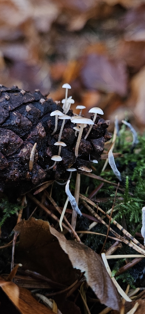Baeospora myosura