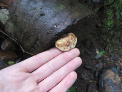 Fuscopostia fragilis