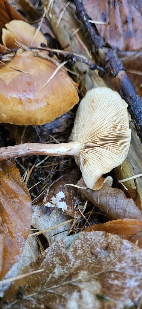 Gymnopilus penetrans