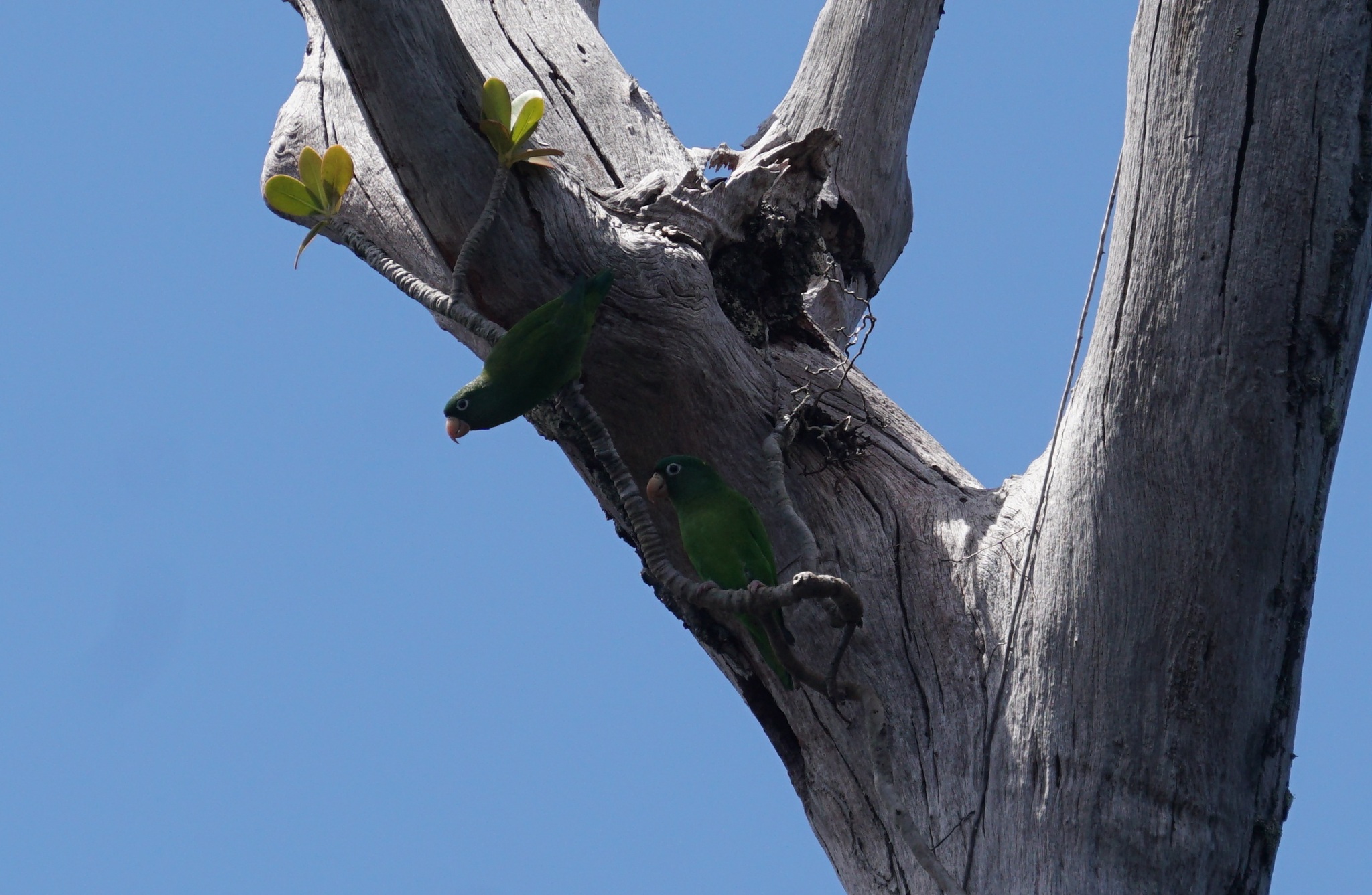 Golden-winged Parakeet (Brotogeris chrysoptera), photo 2