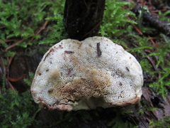 Fuscopostia fragilis