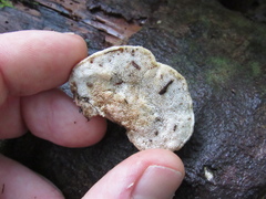 Fuscopostia fragilis