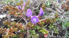 Oxytropis arctica arctica