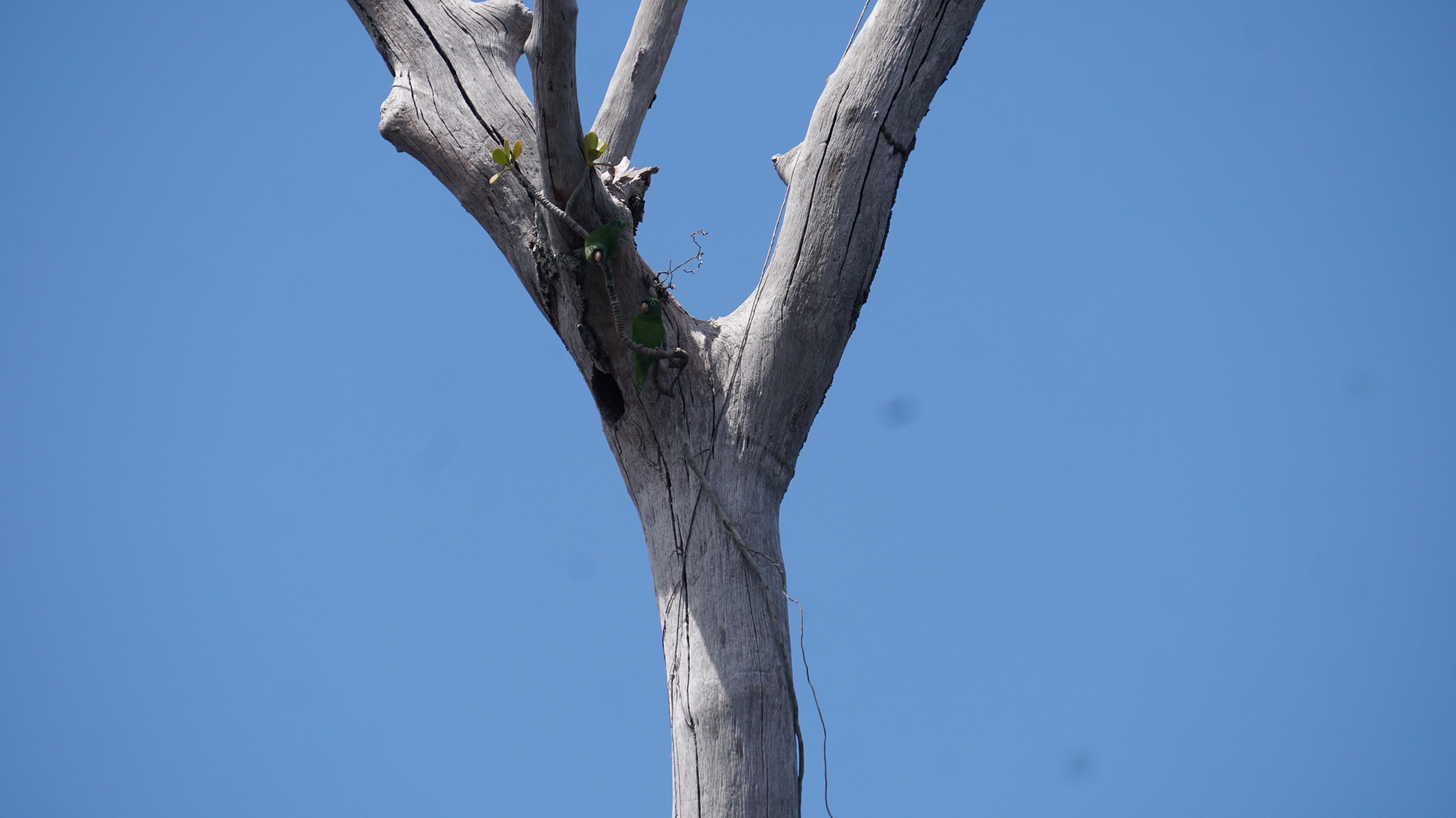 Golden-winged Parakeet (Brotogeris chrysoptera), photo 3