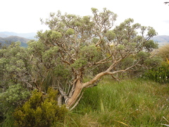 Brachyglottis cassinioides