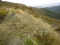 Olearia bullata