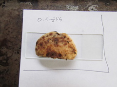 Fuscopostia fragilis