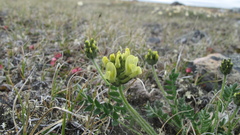 Oxytropis maydelliana