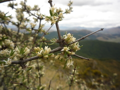 Olearia bullata