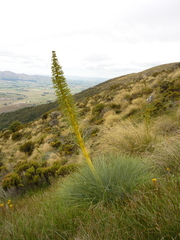Aciphylla glaucescens