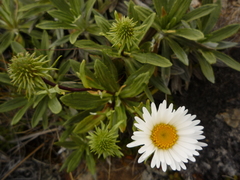 Celmisia densiflora