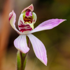 Caladenia atrochila