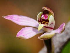 Caladenia atrochila
