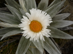 Celmisia semicordata