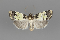 Bryolymnia marti