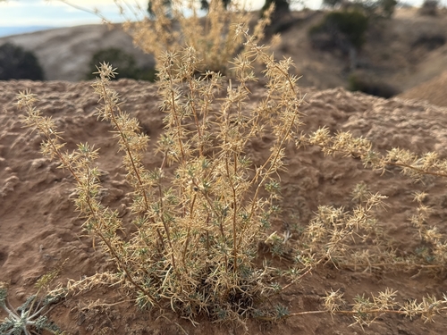 Astragalus kentrophyta var. neomexicanus