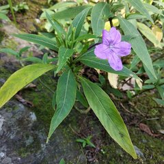 Ruellia jussieuoides
