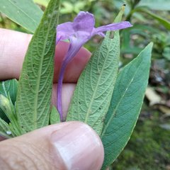 Ruellia jussieuoides