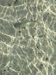 Umbrina coroides