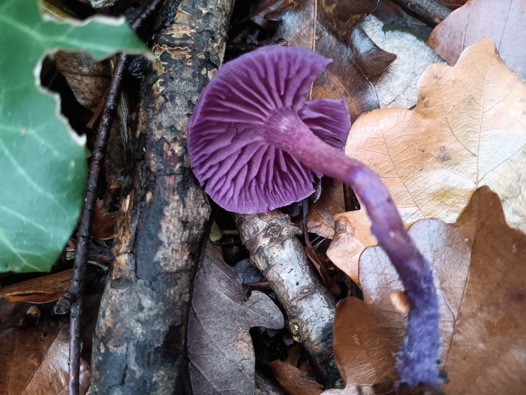 Laccaria amethystina · November 2025 · photo: © considerthelilies (iNaturalist, cc-by)