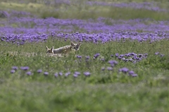 Vulpes macrotis mutica